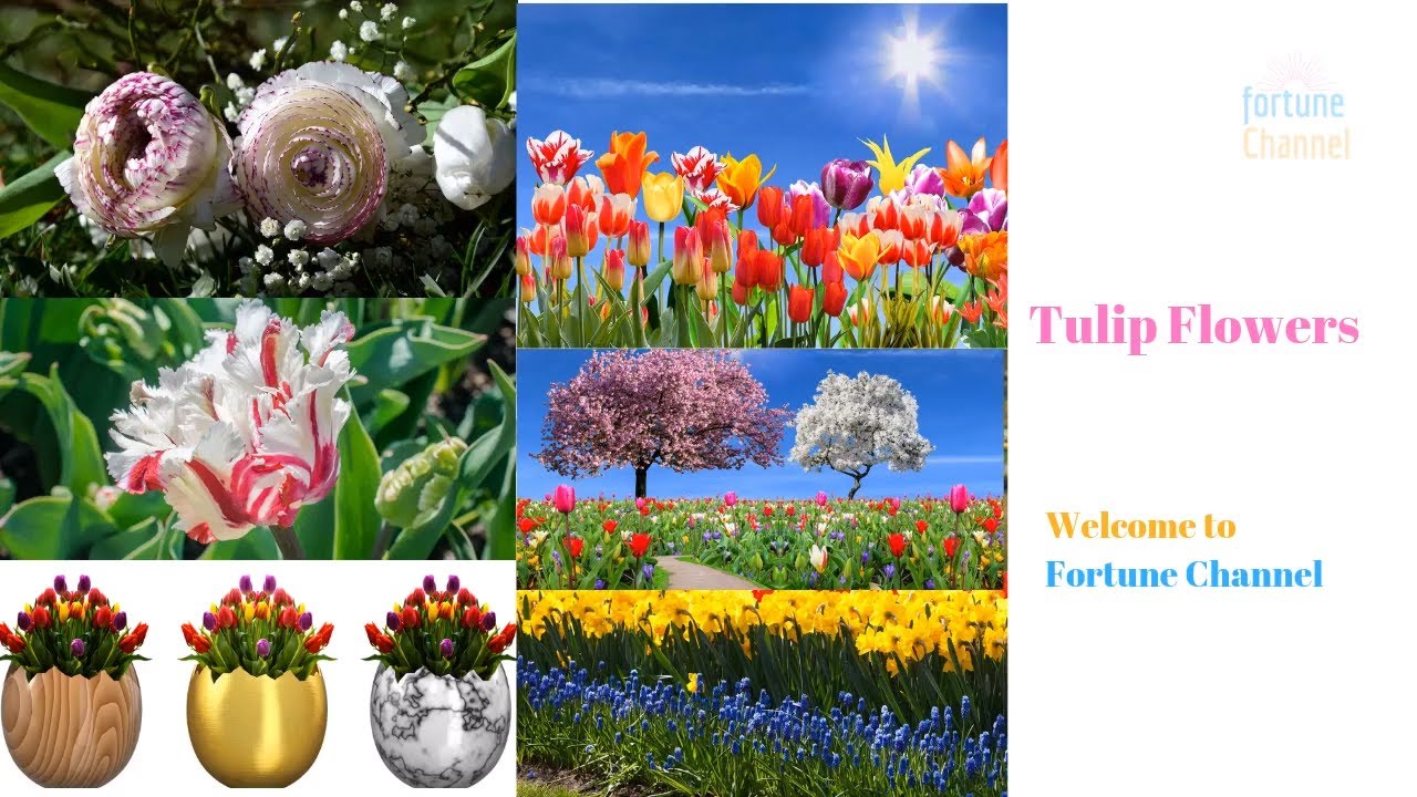 Tulip Flowers Show | Tulip Flower Fields | Tulip Festival