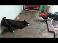 VIDEO LUCU || AYAM DAN ANJING