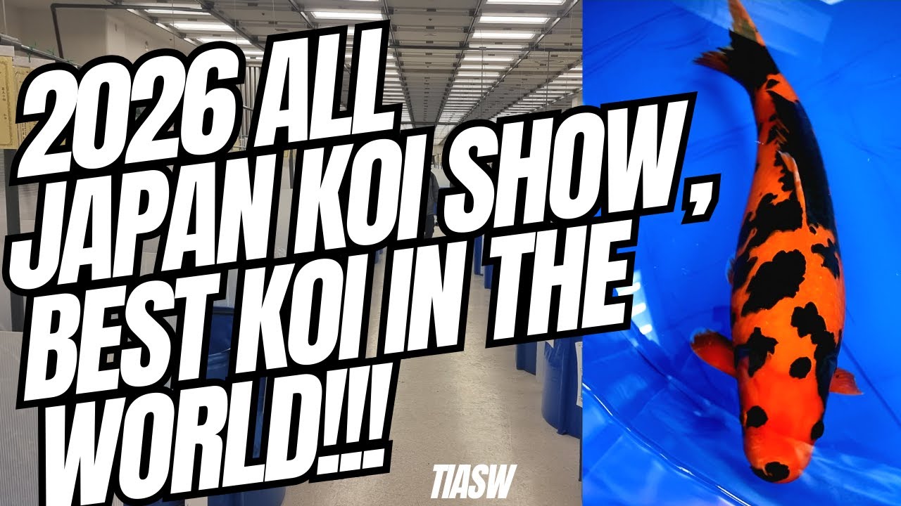 2026 ALL JAPAN KOI SHOW, THE BEST KOI IN THE WORLD!!
