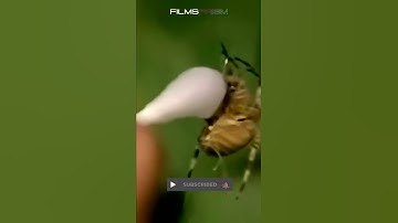 When NASA Gave Spiders Drrugs @filmsprismdc