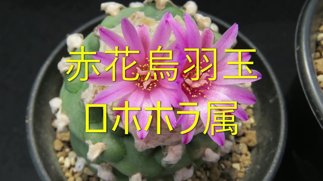 サボテンの花 赤花烏羽玉の花 ロホホラ属 - YouTube
