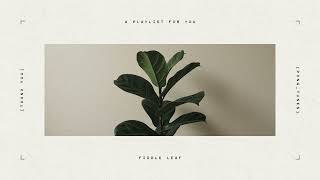 Fiddle Leaf Fig | Lo-Fi for Plants