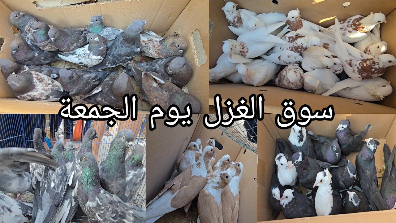 سوق الغزل يوم الجمعة الوكفة الخاصة بالحمام مطيار وحمام زينة انواع كثيرة 2025/8/8