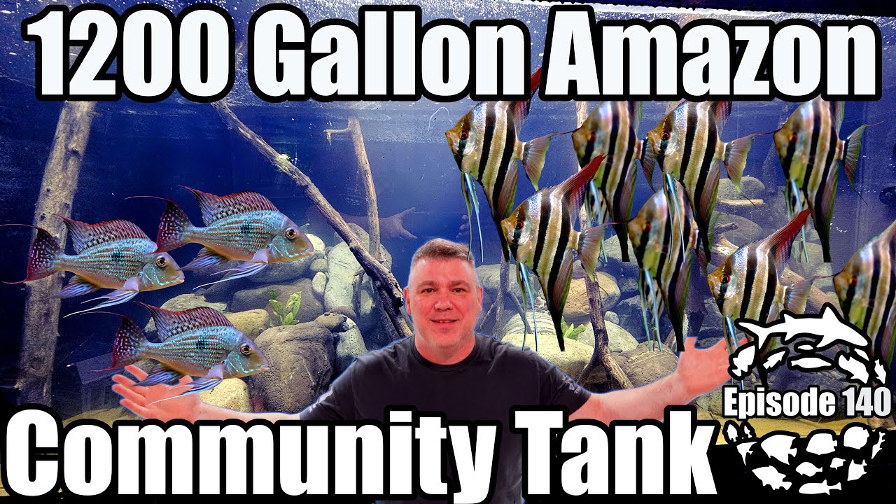Amazonian Islands 1200 Gallon Amazon Community Aquarium - YouTube