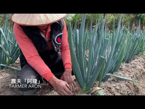 三星蔥「超大長蔥白」採收