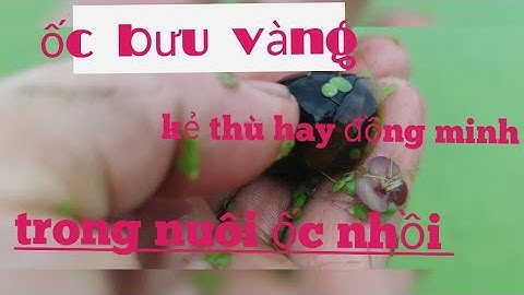 "Ốc Bươu Vàng: Kẻ Thù Hay Đồng Minh Khi Nuôi Ốc nhồi!