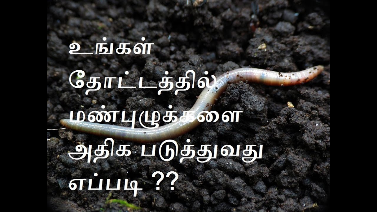 manpulu-valarpu-multiply-earthworms-youtube