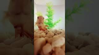 Rallentamente in Rome, Italy #rallentamente #italy #rome #fish #pesce #acquario #acquarium