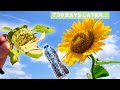 How To Grow Store-Bought Sunflower Seeds