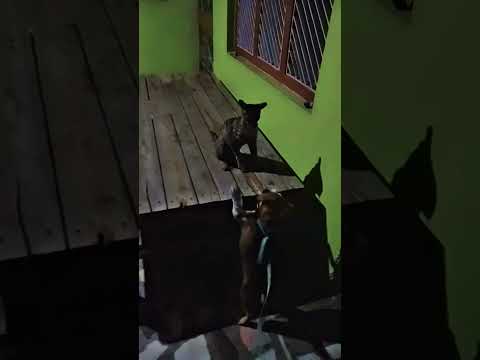 fight vedio dog and cat #youtubeshorts#viralshort#rehillcreator
