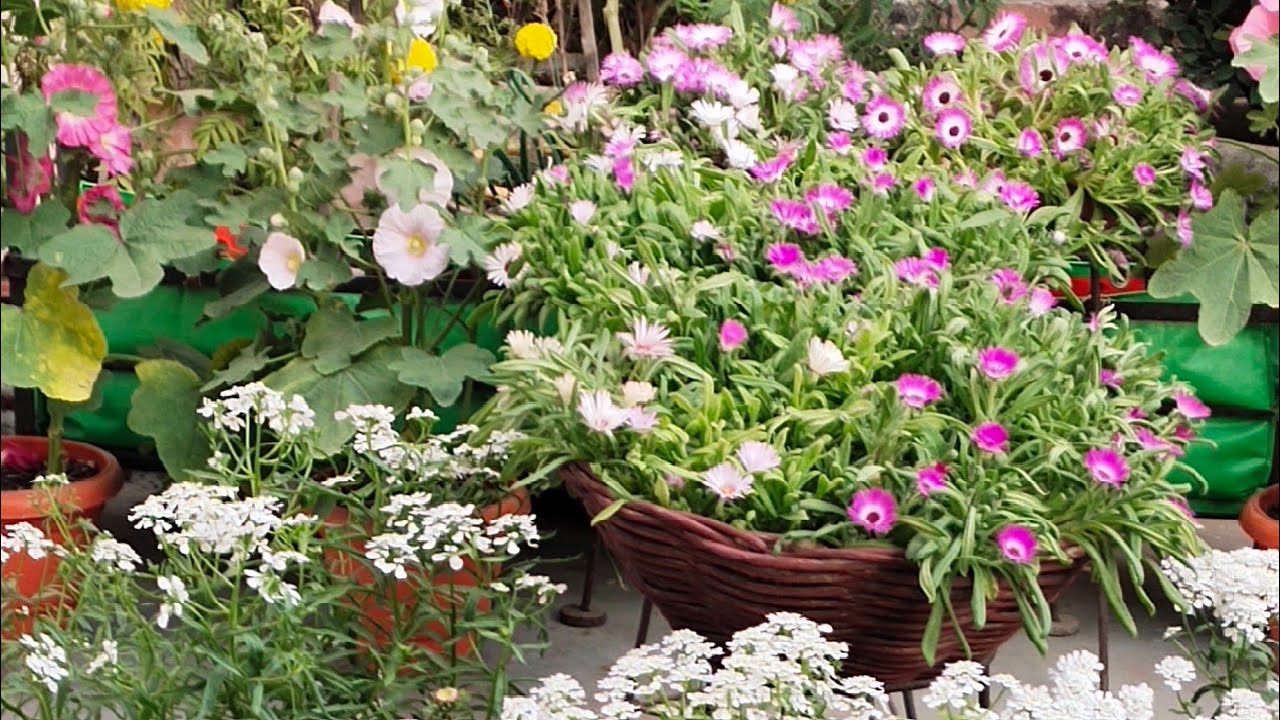 🌺🌼🌷🌹🌻 Garden Overview of February Month. Part-1(I) 🌺🌼🌷🌹🌻