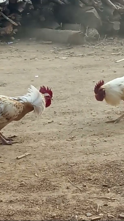 cock fighting#cockfighting