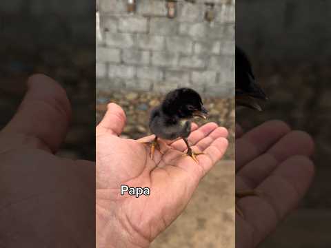 Little Chick Calling To His Father | Dad Is Here🐥#shorts #rooster #chicks #youtubeshorts