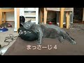 まっさーじ 4 (Massage 4 ) (ロシアンブルー RussianBlue)