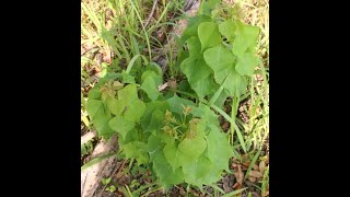 Chinese Tallow Tree Control
