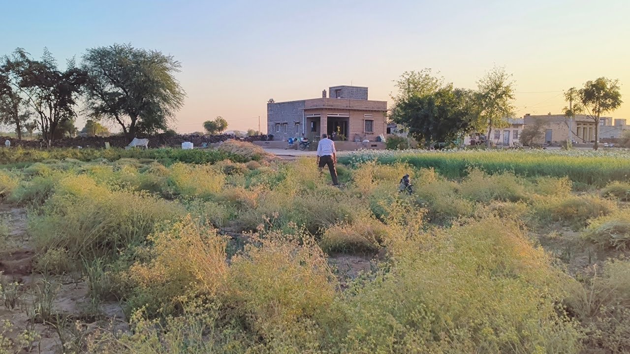 धनिया की खेती  with family vlog 🤗@mainachoudhary322 