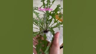 Dandelion❤️ Precious Plant in Tropics😲#dandelions