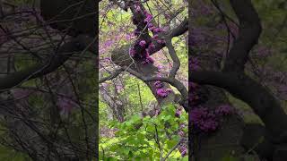New York City Central Park Spring from Lenny #newyorkcity #centralpark #spring #flowers