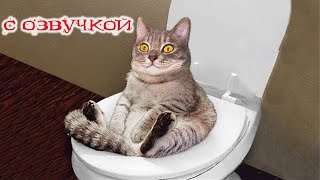 Приколы с котами С ОЗВУЧКОЙ! СМЕШНЫЕ КОТЫ! САМЫЕ СМЕШНЫЕ ЖИВОТНЫЕ!