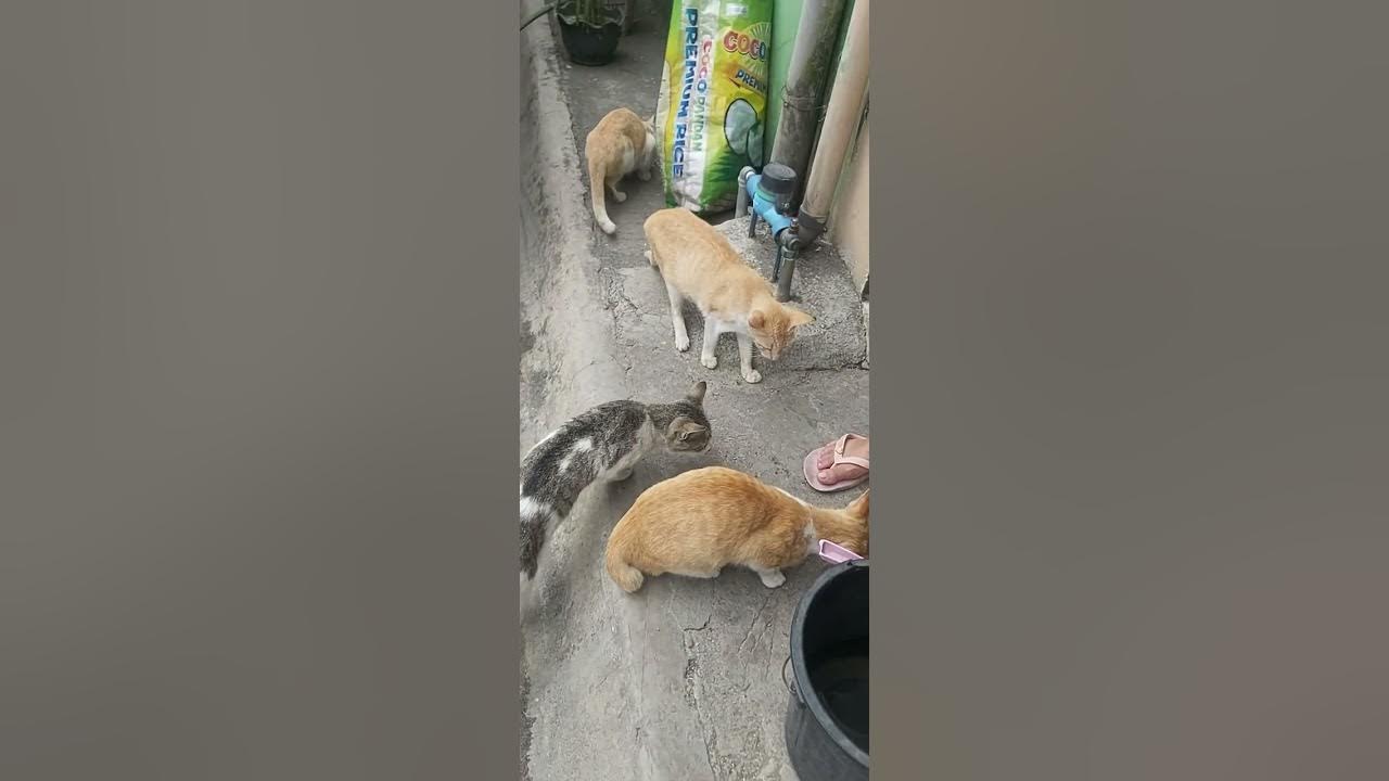 philippine-stray-cats-youtube