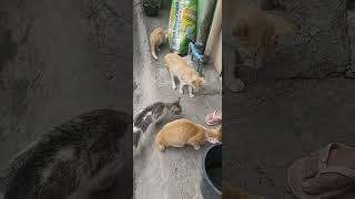 PHILIPPINE STRAY CATS by KISSES VLOGS 463 views 11 months ago 1 minute, 13 seconds