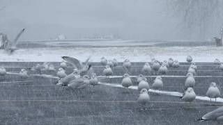 Flock of seagulls caught in fast-moving snow squall