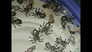 Baby Tarantulas Molting Timelapse