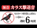 カラス撃退音(6時間)。カラスが嫌がる高周波モスキート音でカラス被害防止