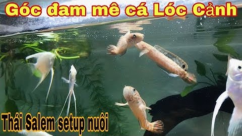 Góc đam mê cá lóc cảnh nhà trọ-Hành trình đón Lóc Pháo Hoa của Thái Salem