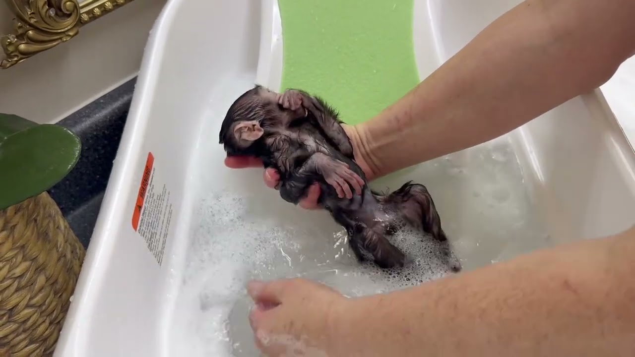 Magical Monkey Bath! 🐒✨ Bella Enjoys Splash Time