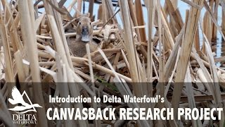 Delta Waterfowl Canvasback Research Project