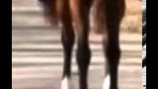 Pooping Horse 4