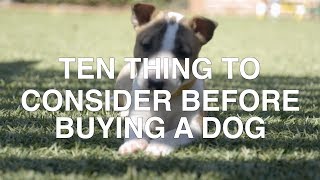 10 THINGS TO CONSIDER BEFORE BUYING A DOG