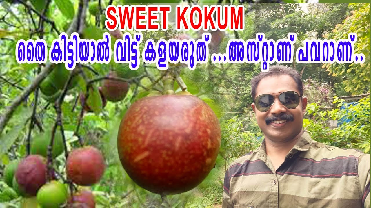 SWEET KOKUM | സ്വീറ്റ് കോക്കം |  തൈ കണ്ടാൽ വീട്ട് കളയരുത്.... അസ്റ്റാണ് പവറാണ്... | 