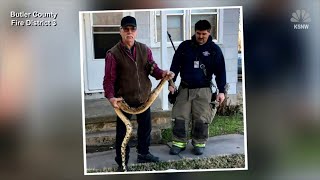 Famous Sofa Surprise: Kansas Man Finds Huge Snake Under Couch Cushions Wealth