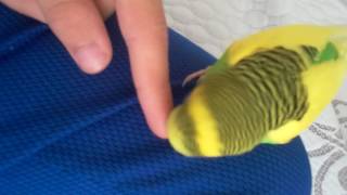 Düstüm Mapus Yollarina