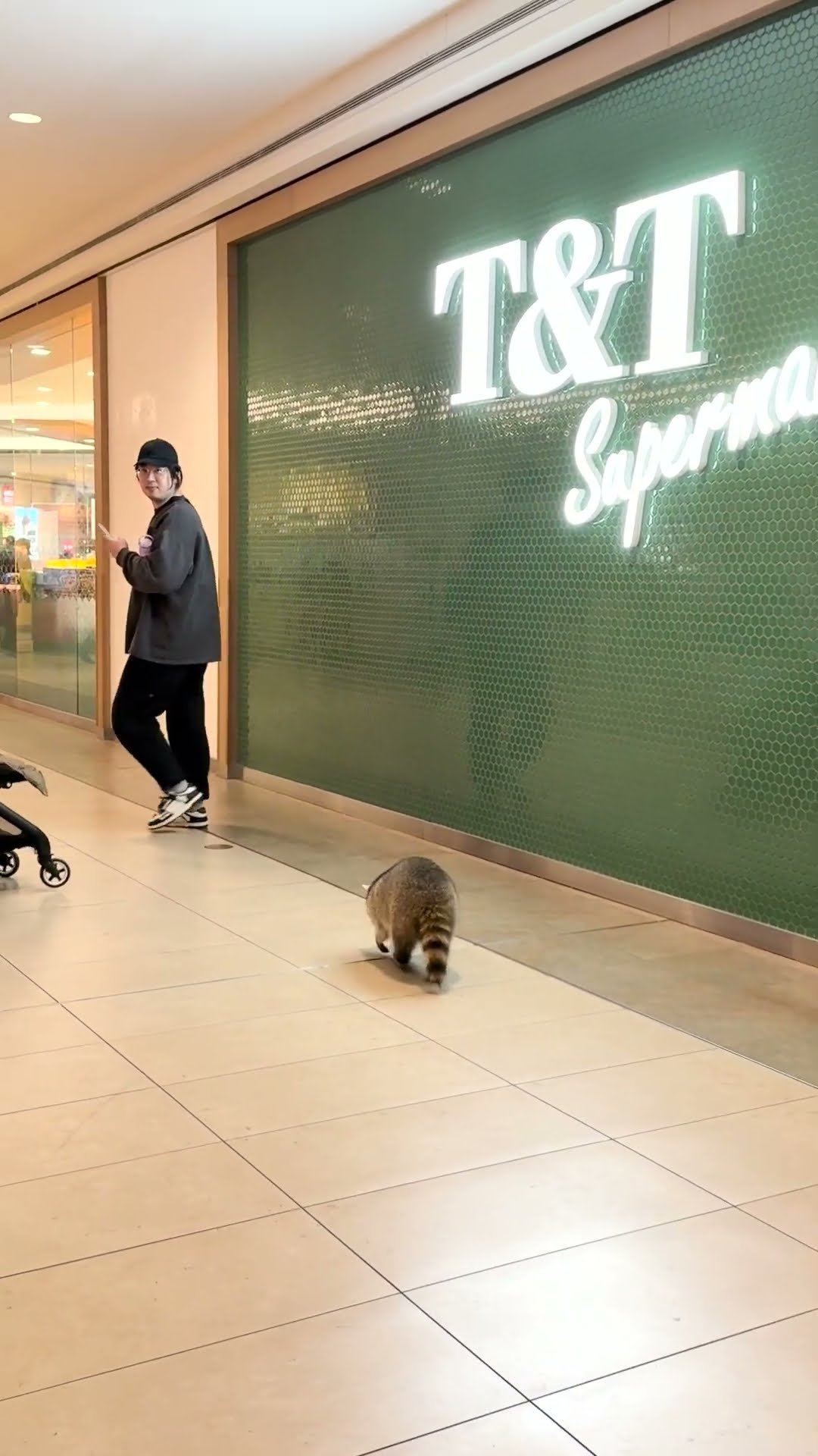 Raccoon Going Shoping || ViralHog
