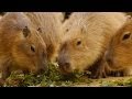 カピバラのもぐもぐ音を拝聴（２） ( Capybara Chewing Sound )