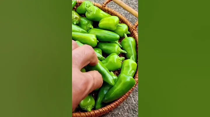 amazing chilli gardening #growing chillies uk #chillies garden, home vegetable garden harvesting