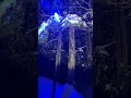 【心霊】青木ヶ原樹海ライブ配信!恐怖を生放送で感じてください…