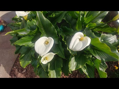 Video: Drooping Calla Lilies - Hoe om Calla Lily Flower Droop reg te maak
