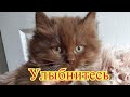 Смешное про животных|Приколы с котами| Видео про котов| Кошки|Позитив|Создай себе хорошее настроение