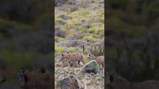 Puma Mom and Cub Enjoy a Calm Afternoon