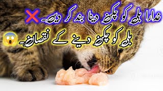 Chicken is Good or Bad for Persian Cat or Kittens || Billi ko chicken kyu nahi khana chahiya