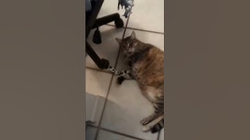 Crazy4cats Catnip Knot Toys