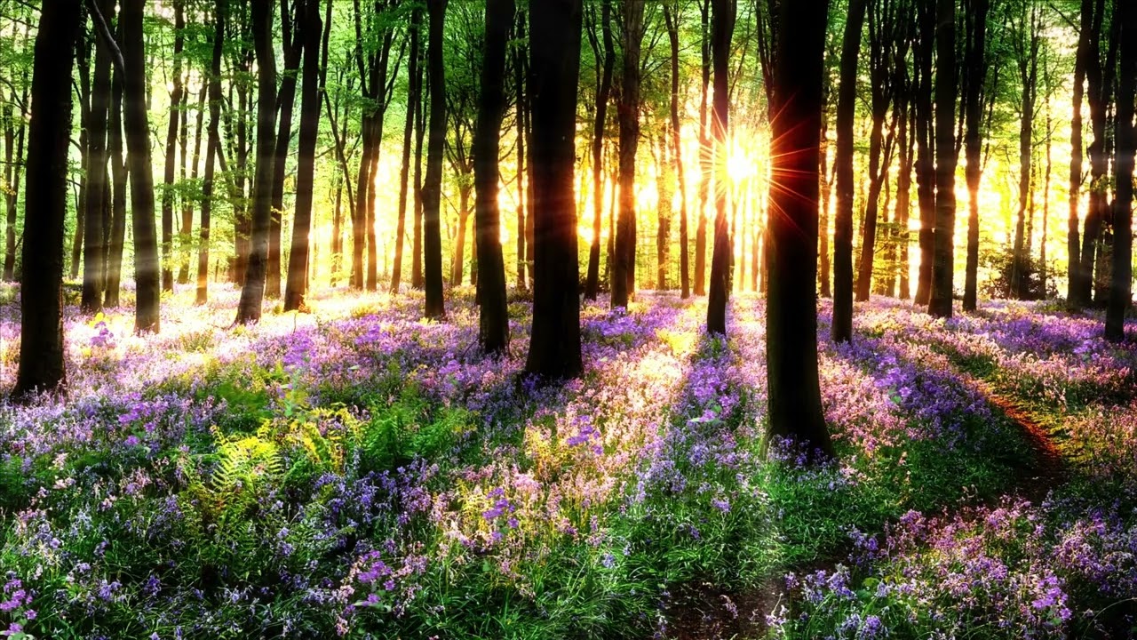 Relaxing music, Calm music, Nature sounds, Insomnia