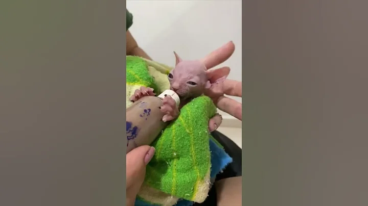 Watch the video about Baby Sphynx Laying on Its Back in a Towel as Loving Lady Bottle Feeds It