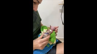 Baby Sphynx Laying on Its Back in a Towel as Loving Lady Bottle Feeds It