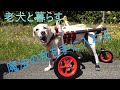 老犬、魔法の杖を手にれる！！