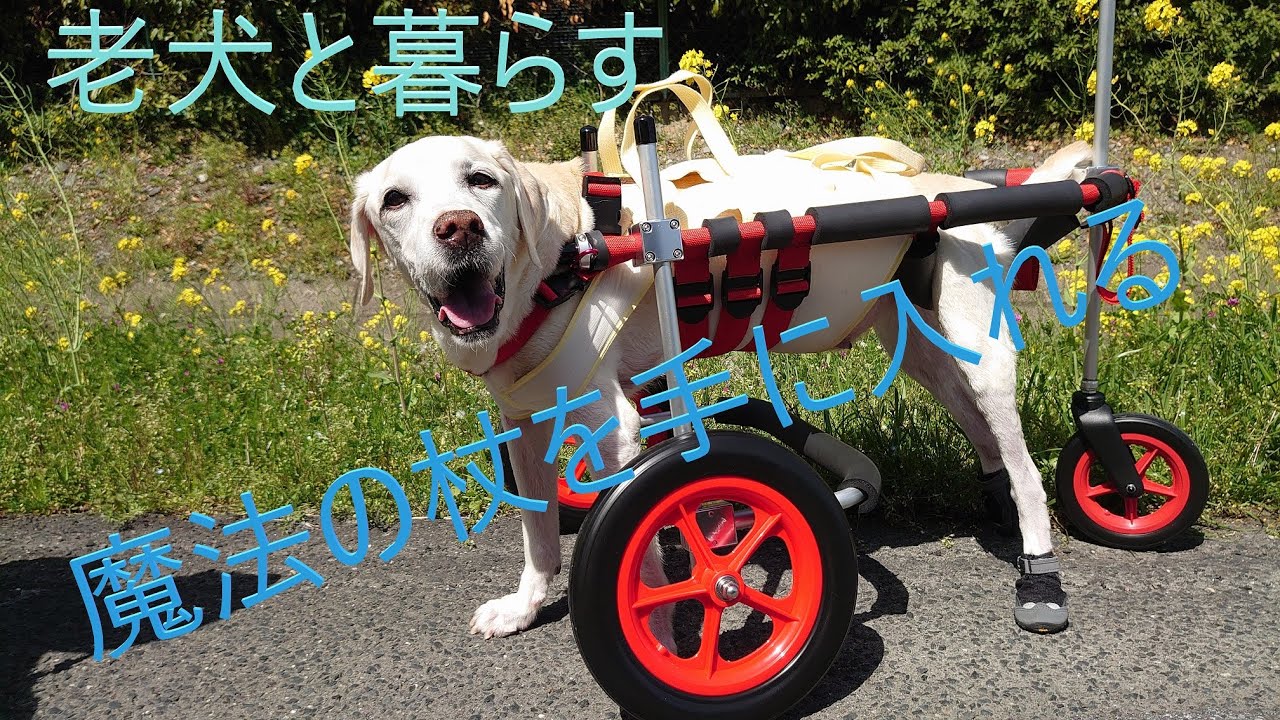 老犬、魔法の杖を手にれる！！